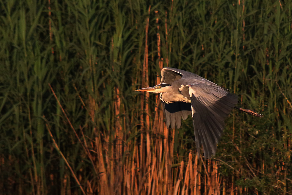 Flug im Abendlicht