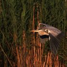 Flug im Abendlicht