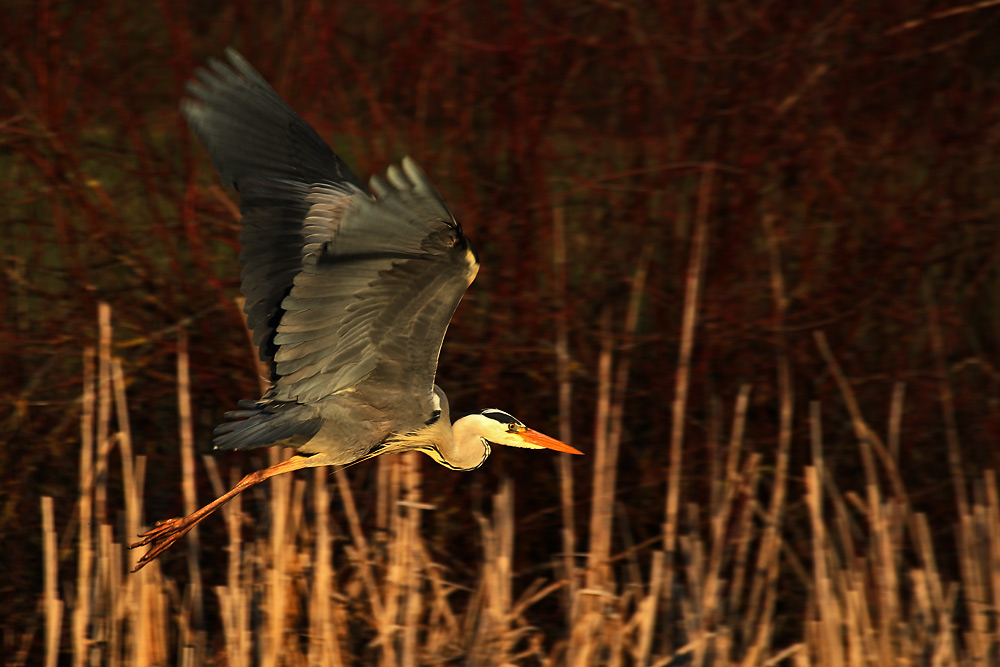 Flug im Abendlicht