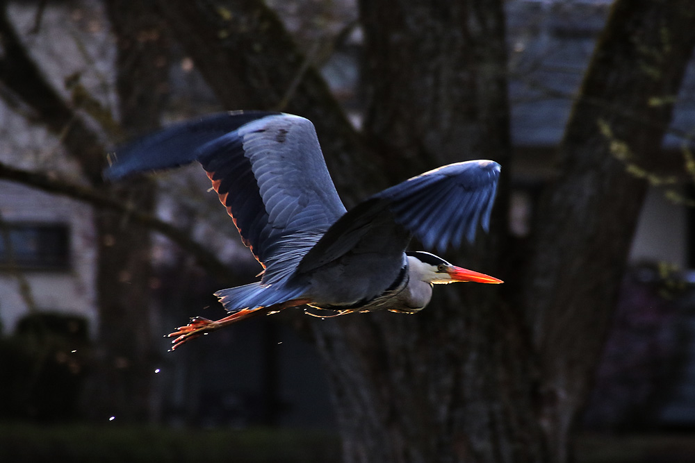 Flug im Abendlicht