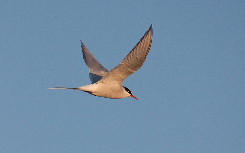 Flug im Abendlicht