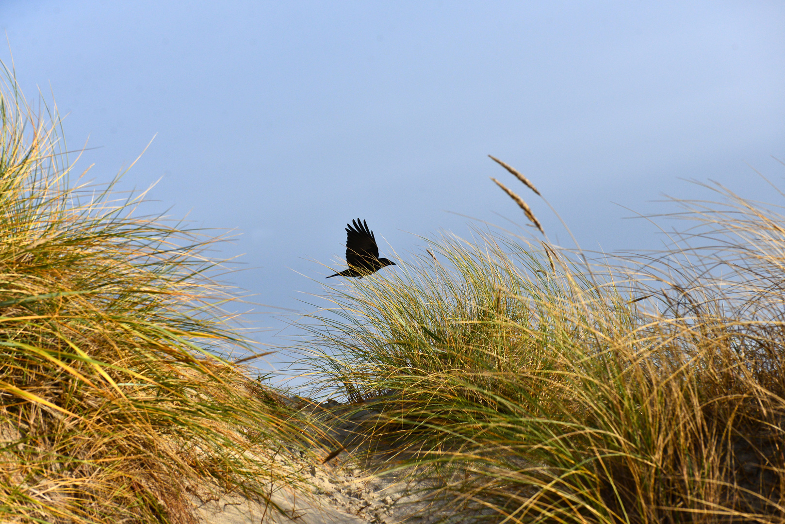 Flug im Dünengras