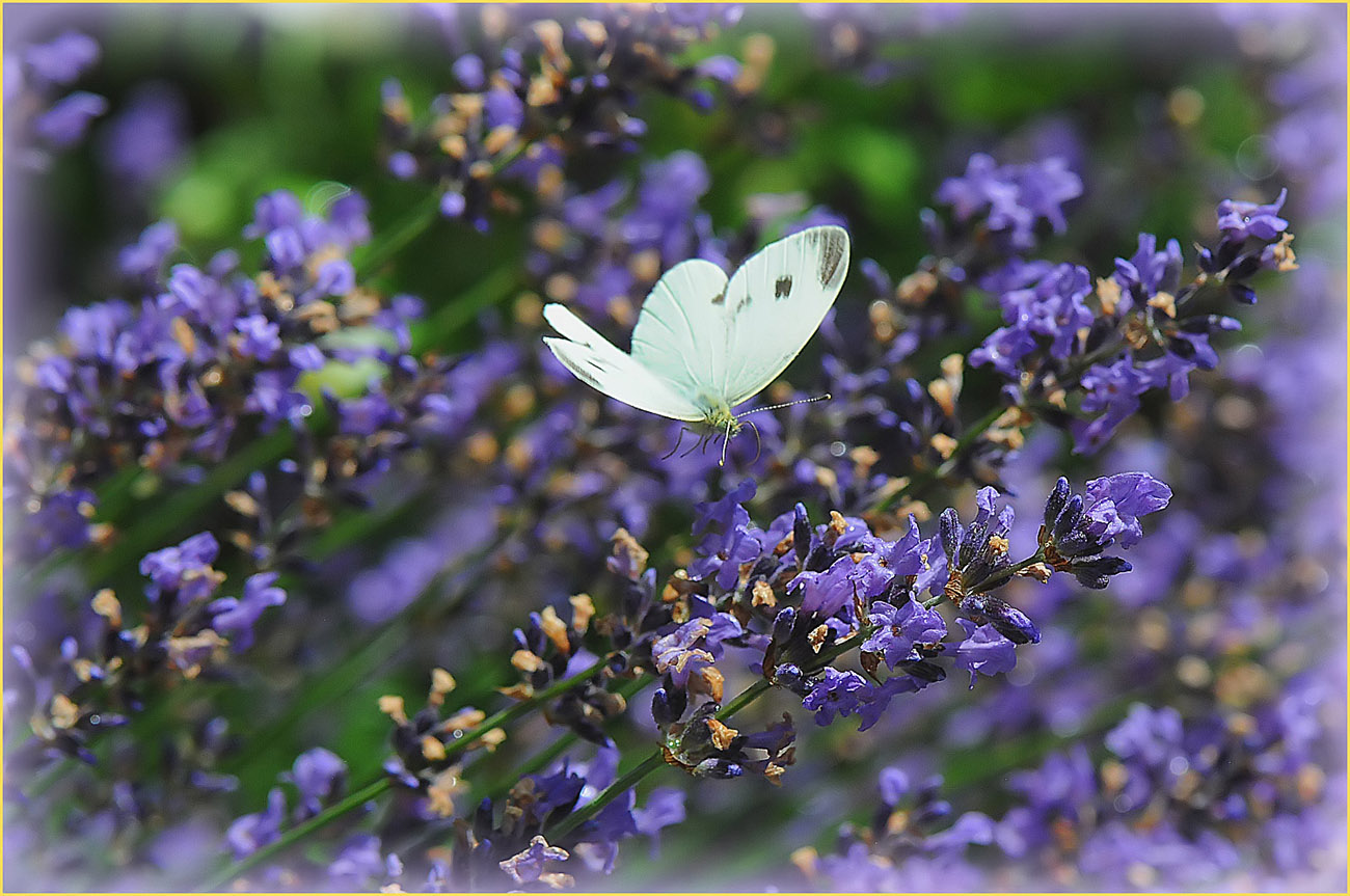 Flug im Lavendel