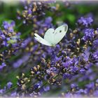 Flug im Lavendel