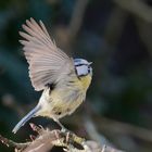 Flug im Sonnenlicht ii