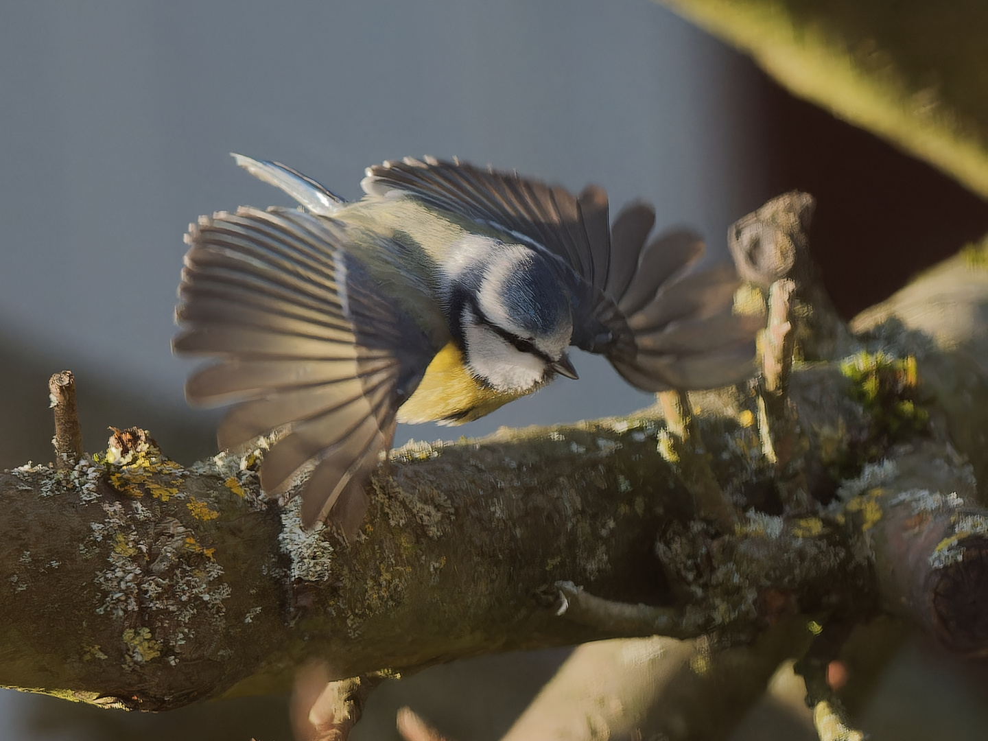 Flug im Sonnenschein - Blaumeise I