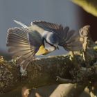 Flug im Sonnenschein - Blaumeise I