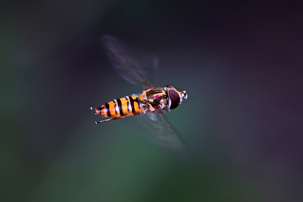 Flug in den Abend