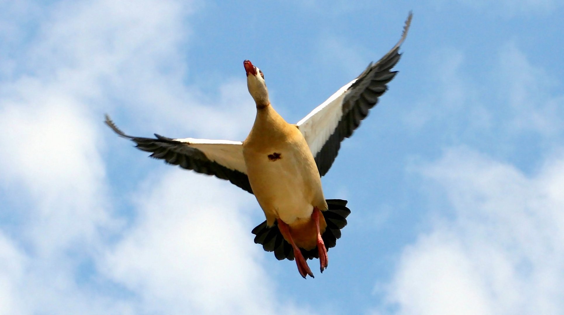 Flug in den Frühling