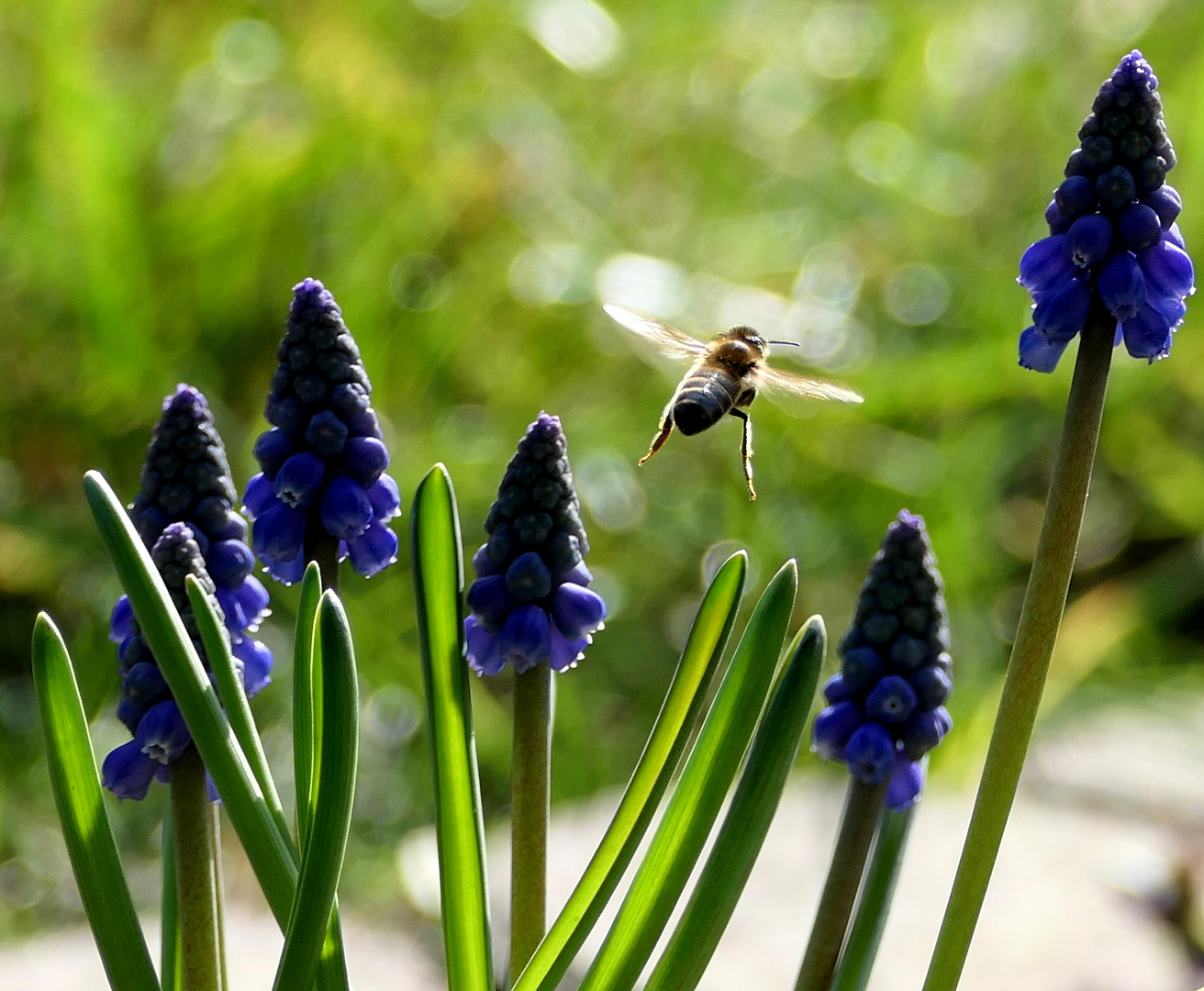 Flug in den Frühling