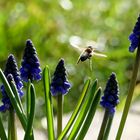 Flug in den Frühling