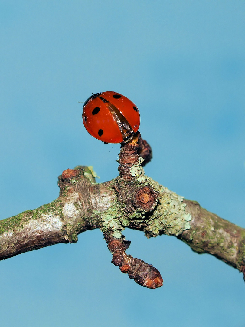 Flug in den Frühling