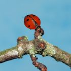 Flug in den Frühling