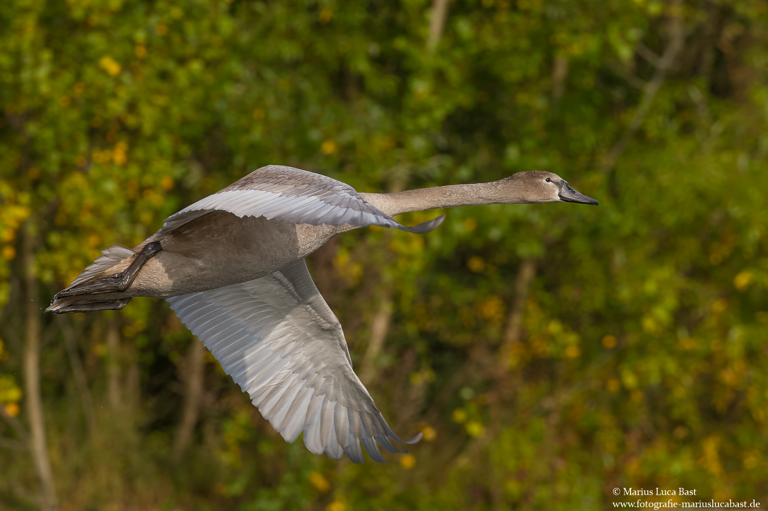 Flug in den Herbst..........