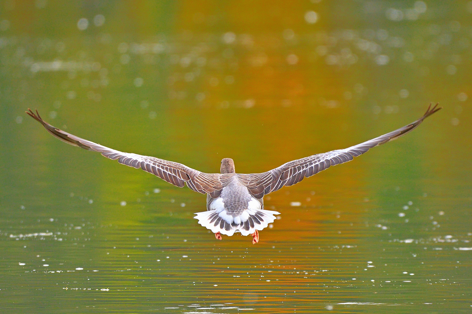 Flug in den Herbst