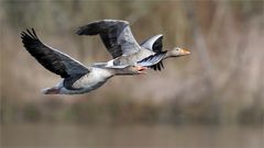 Flug in den Herbst