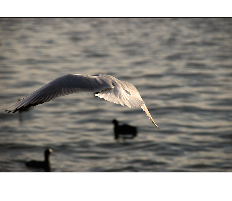 Flug in den Herbstabend