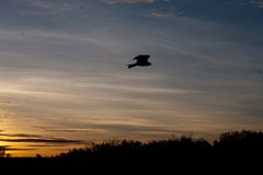 Flug in den Morgen