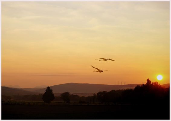 Flug in den Morgen - Vol au soleil levant
