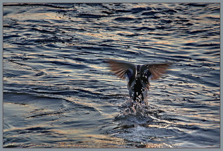 Flug in den Sonnenuntergang*