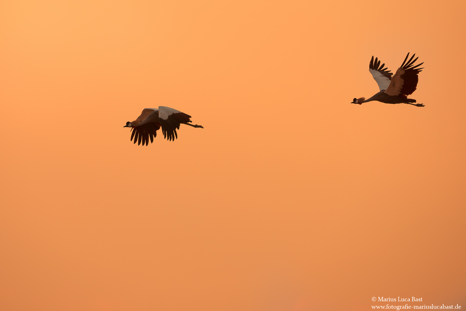 Flug in den Sonnenuntergang................