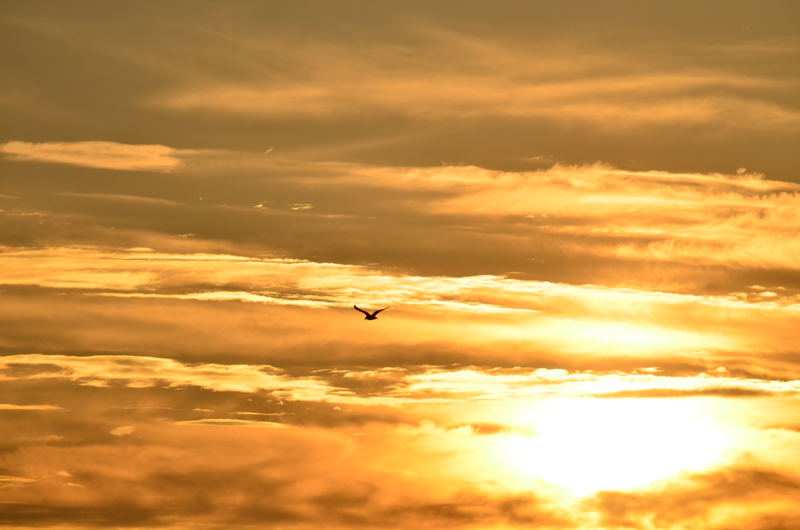 Flug in den Sonnenuntergang