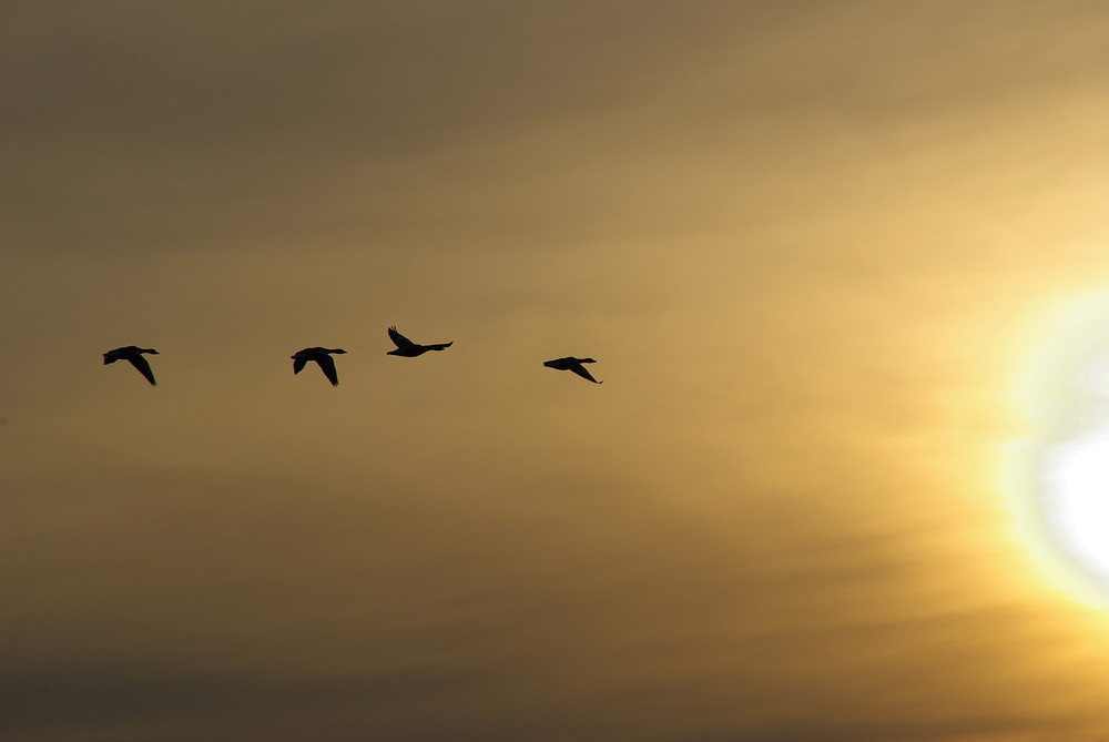 Flug in den Sonnenuntergang