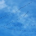 Flug in den Süden...