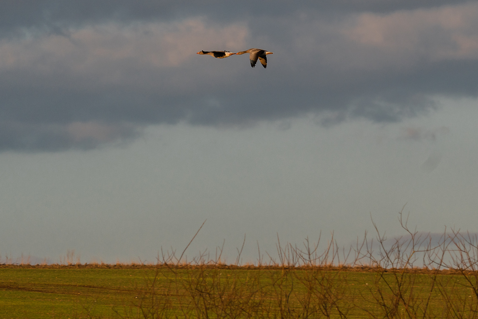 Flug in der Abendsonne