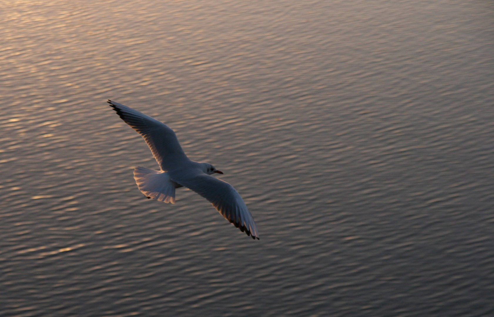 Flug in der Abendsonne.