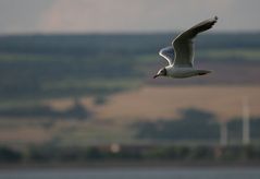 Flug in der Abendsonne ...