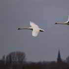 Flug in der Dämmerung