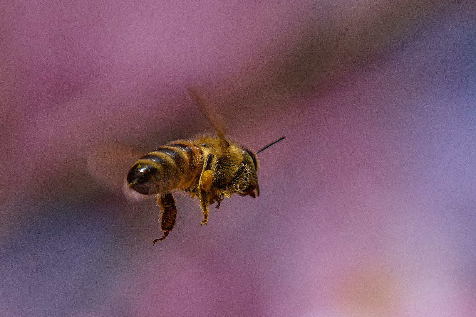 Flug in der Japanischen Zierkirsche