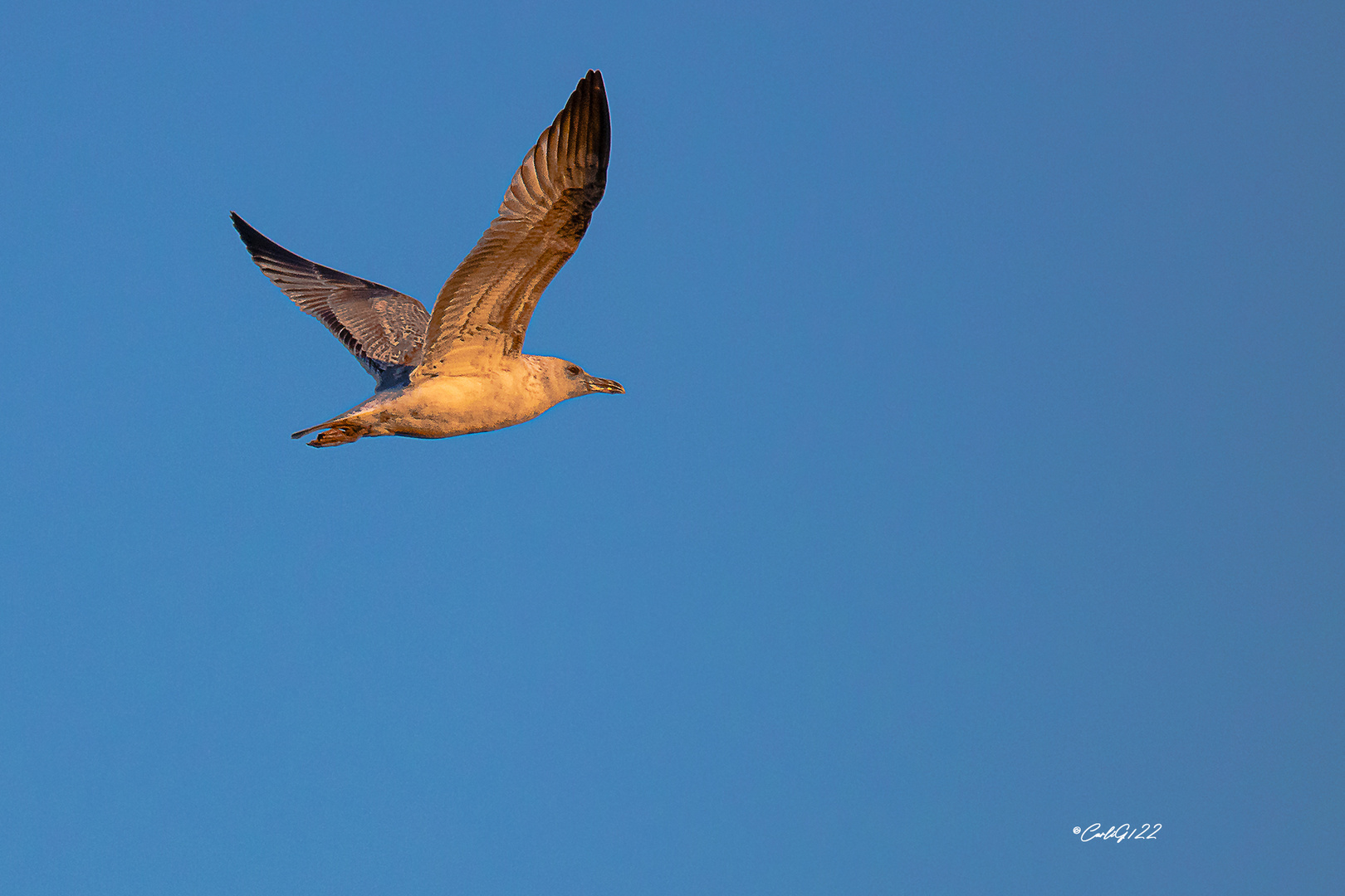 Flug in der Sonne