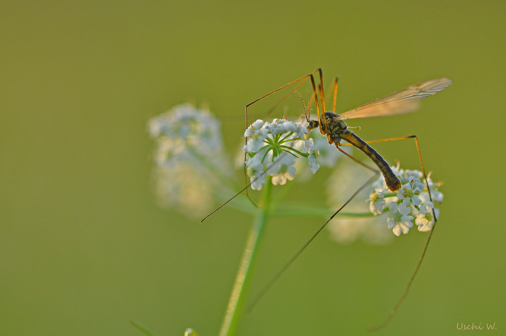 Flug in die Abendsonne...