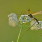 Flug in die Abendsonne...