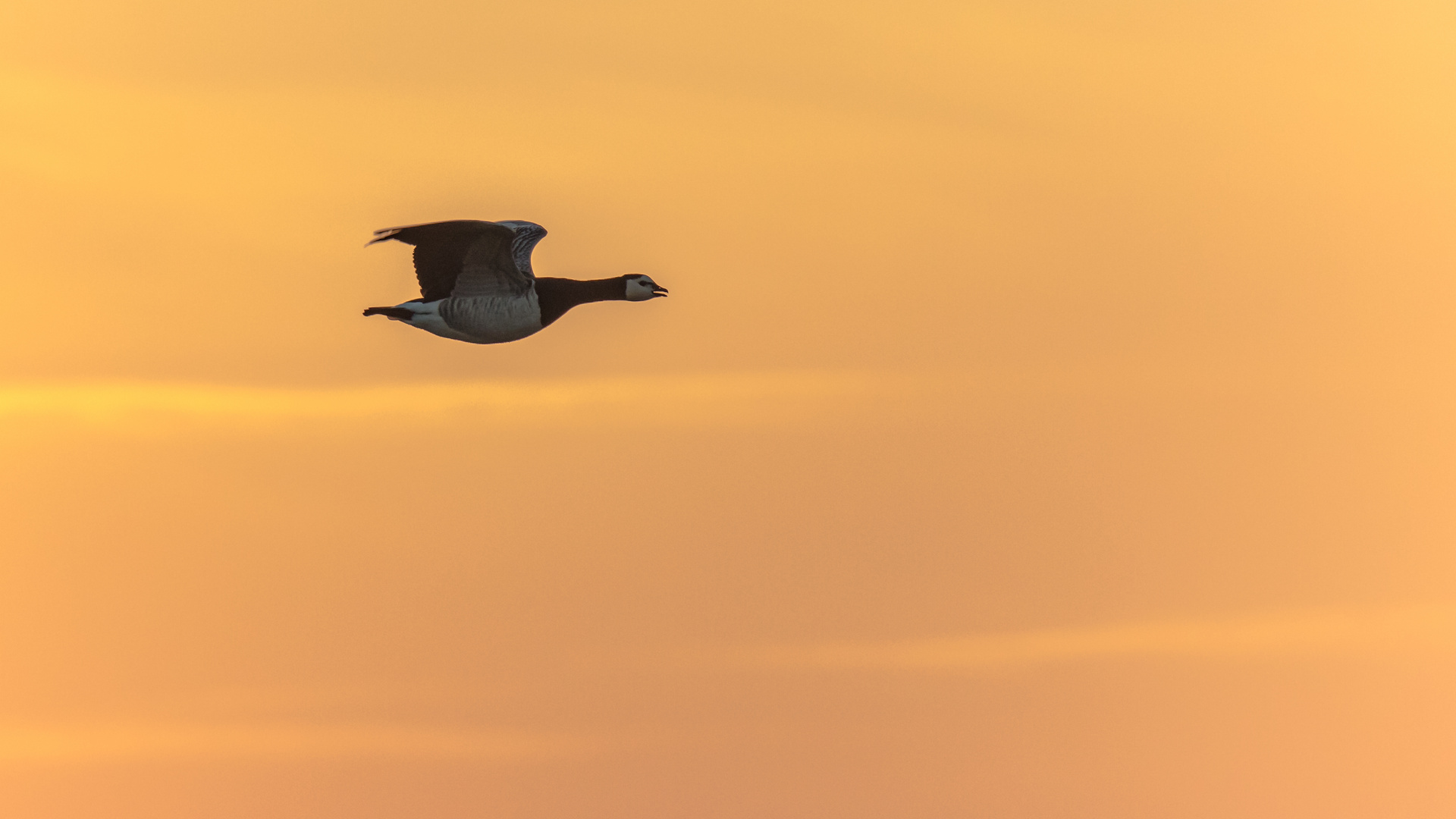 Flug in die aufgehenden Sonne