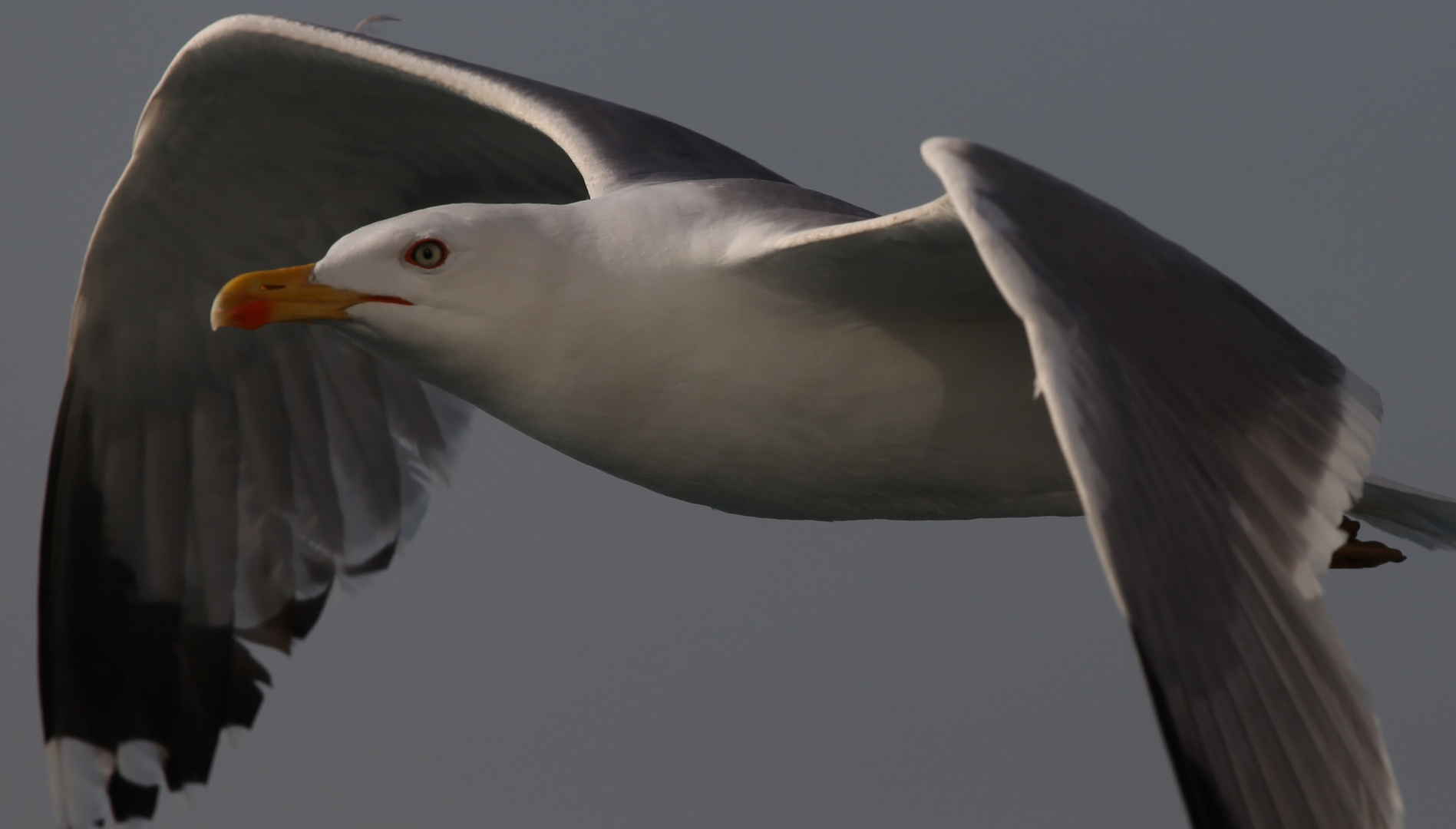 Flug in die Dämmerung...