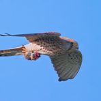 FLUG IN DIE EWIGEN JAGDGRÜNDE