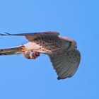 FLUG IN DIE EWIGEN JAGDGRÜNDE