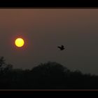 Flug in die Nacht