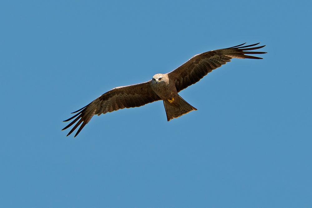 Flug in die neue Woche