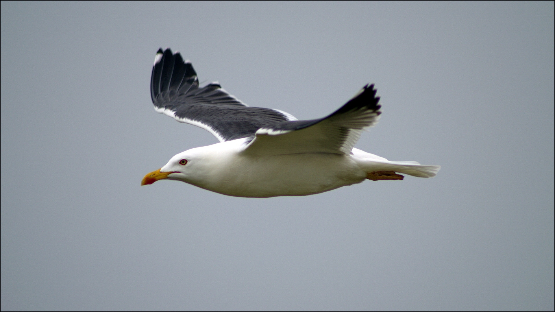 Flug in die Pause