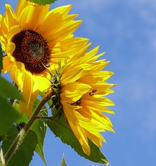 Flug in die Sonne