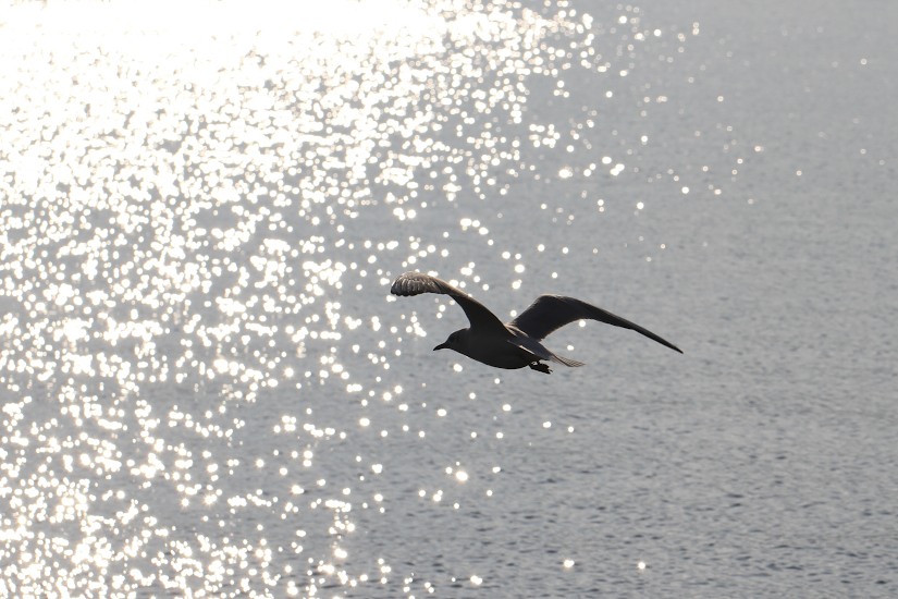 Flug in die Sonne