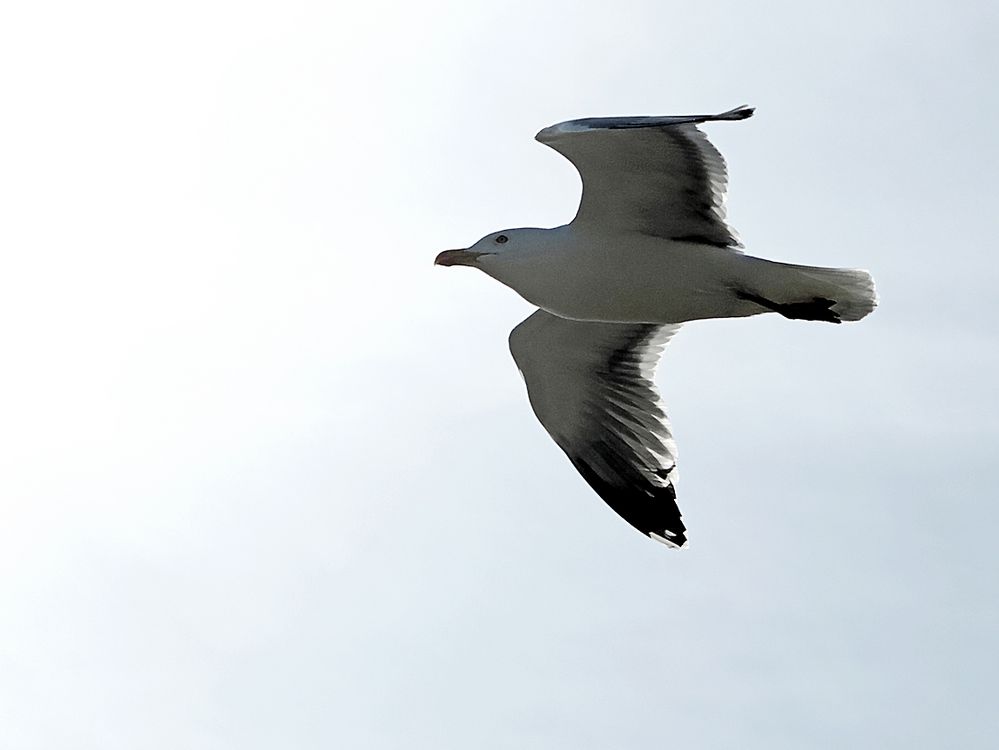 Flug in die Sonne / Volo al sole