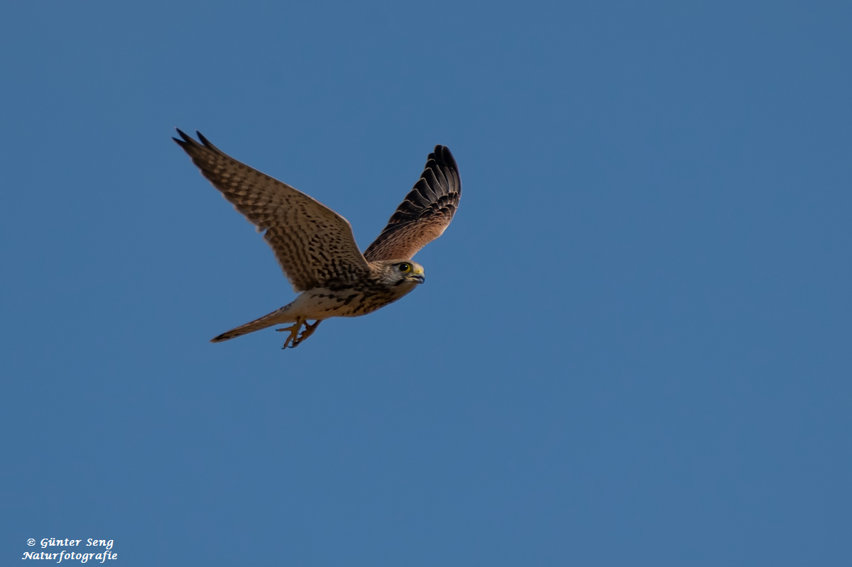 Flug in einen schönen Tag