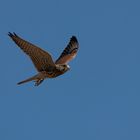 Flug in einen schönen Tag