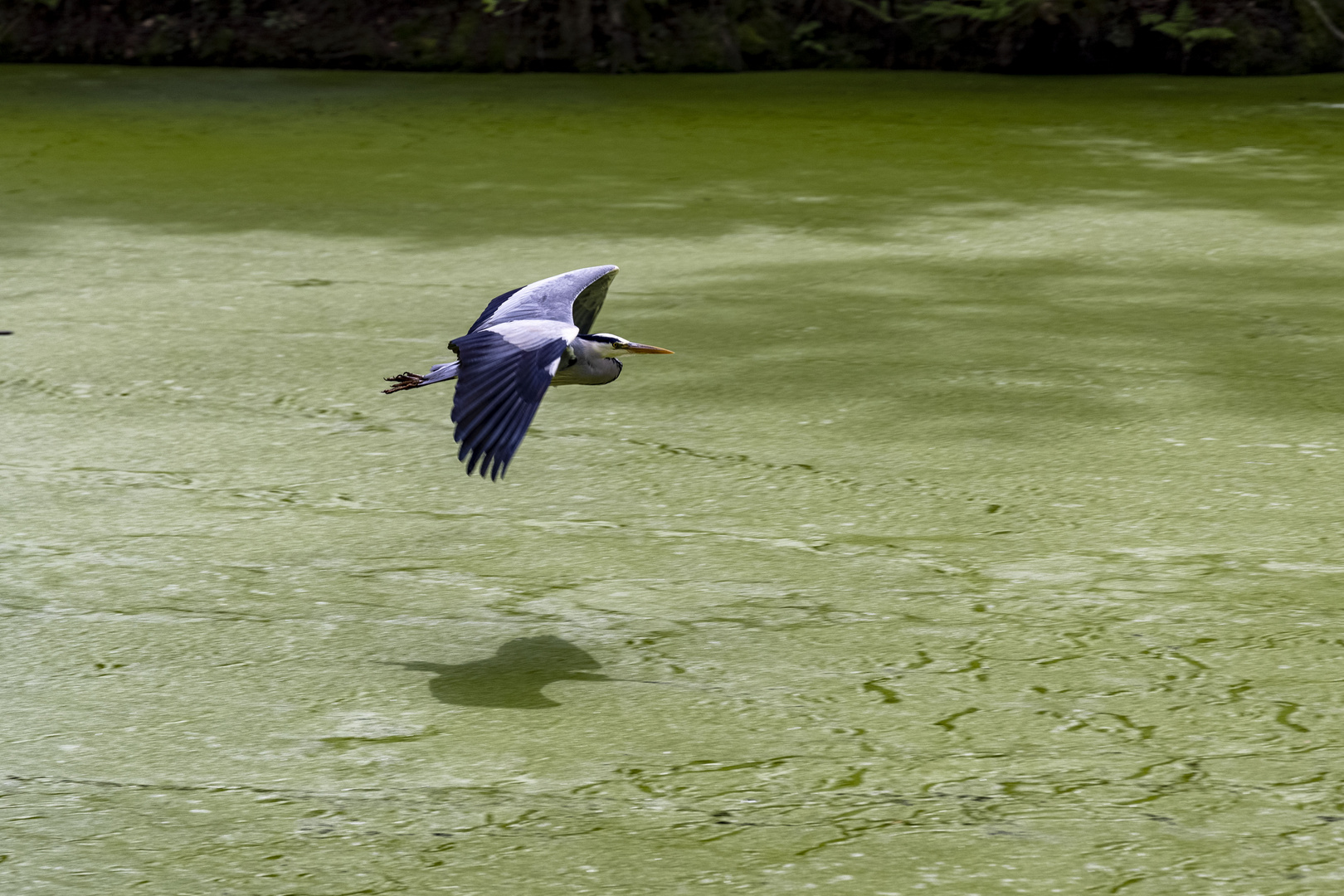 Flug in Grün