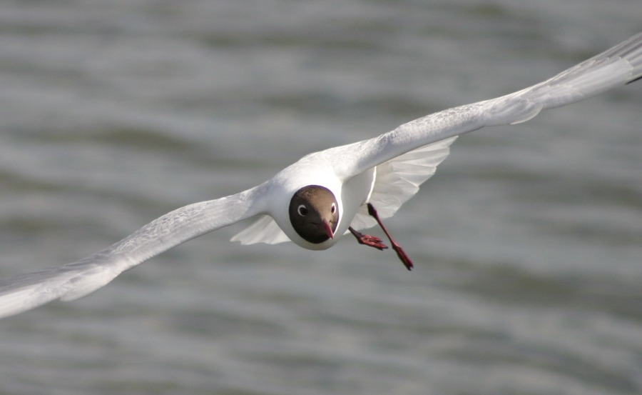 Flug in Perfektion